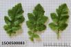 Click for 2 image(s) for this accession. Image